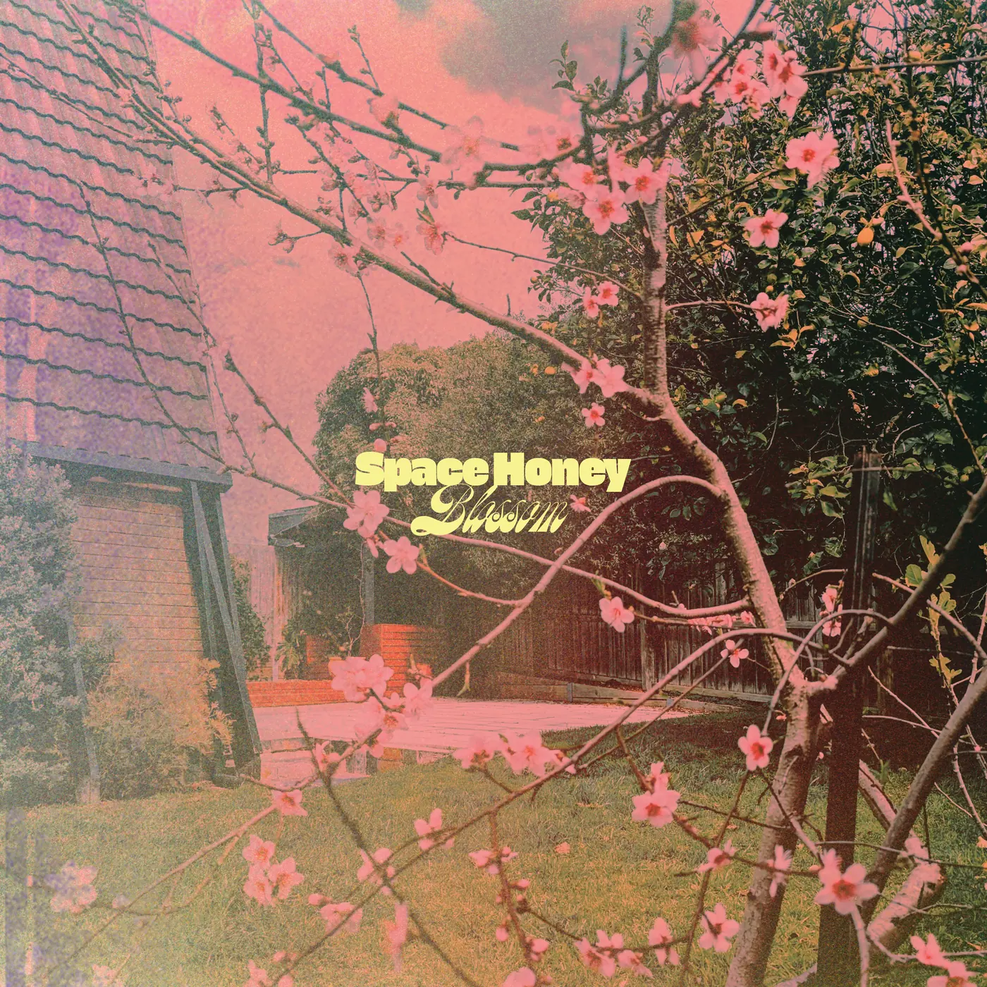 'Blossom' single cover